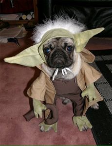 ccyoda